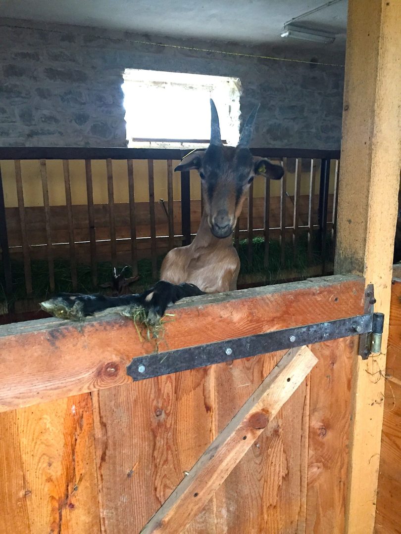 Piemonte-alta-langa-pascoli-di-amaltea