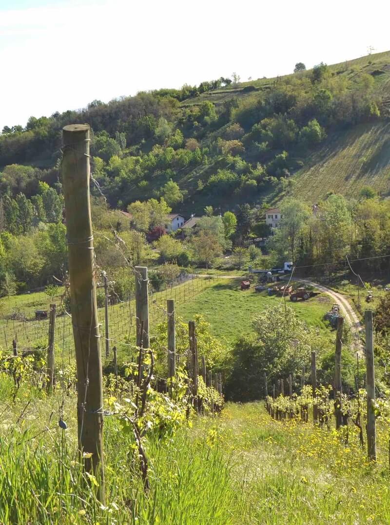 The vineyards of Oltrepò Pavese, the wine district just south of Milan